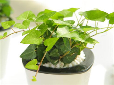 常春藤茎干枯黄叶片绿,常春藤叶子干枯发黑