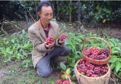 黄色像足球花纹一样的野果,长得像足球野果