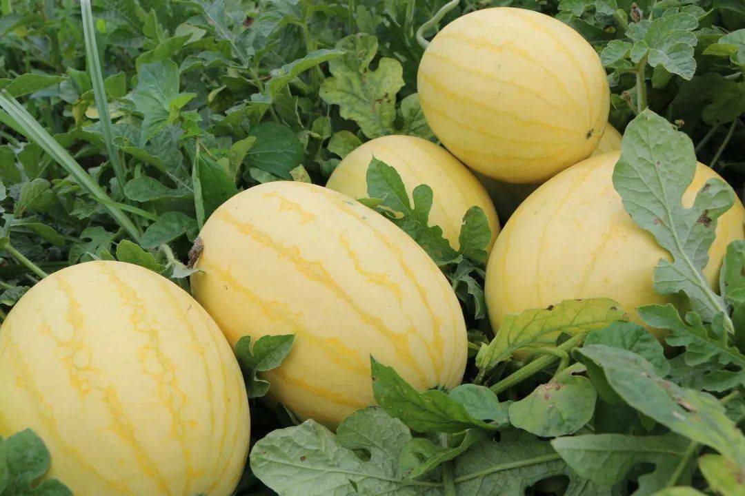 葫芦科蔬菜特点图,葫芦类蔬菜有哪些