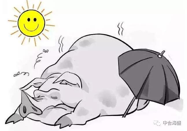 猪热应激最佳治疗方案,猪热应激了怎么办