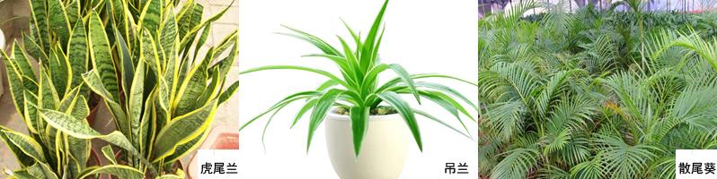 哪些绿植适合放在室内净化空气,空气净化器和绿植哪个净化效果好