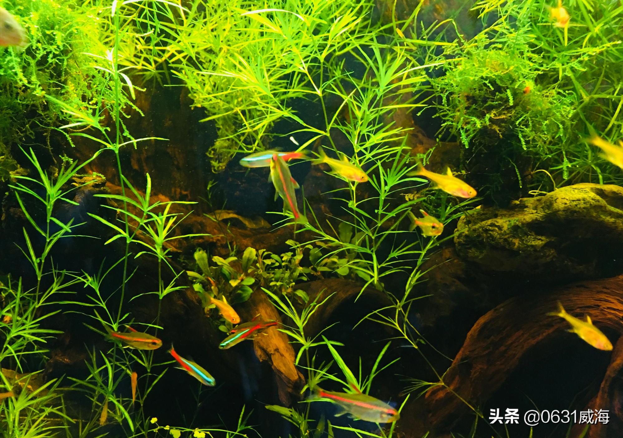 鱼缸里的死鱼,鱼缸一旦发现有死鱼怎么处理