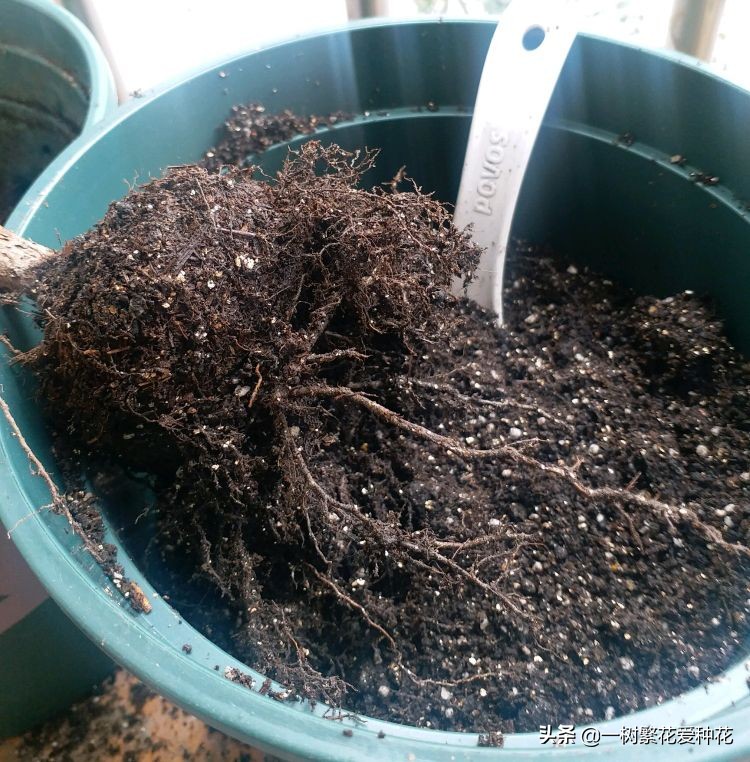 月季开花晒了太阳蔫了补救,月季叶子枯萎像缺水了一样