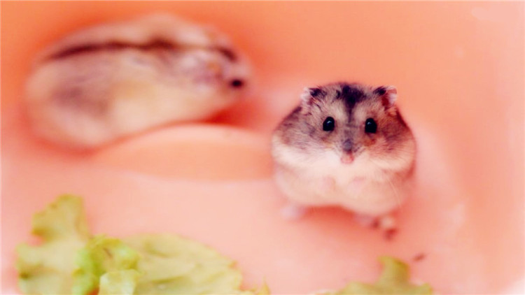 仓鼠翻肚皮是什么意思,仓鼠肚皮朝上一直发抖是怎么了