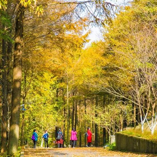 国庆肥西十大网红打卡地,合肥春游打卡攻略