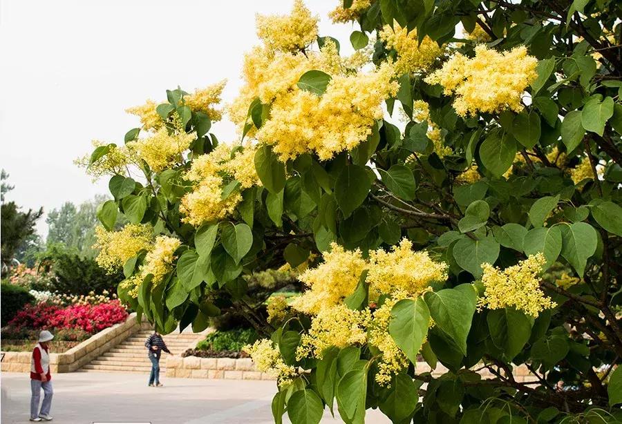 天津赏花好玩的公园,天津东丽湖哪里可以赏花