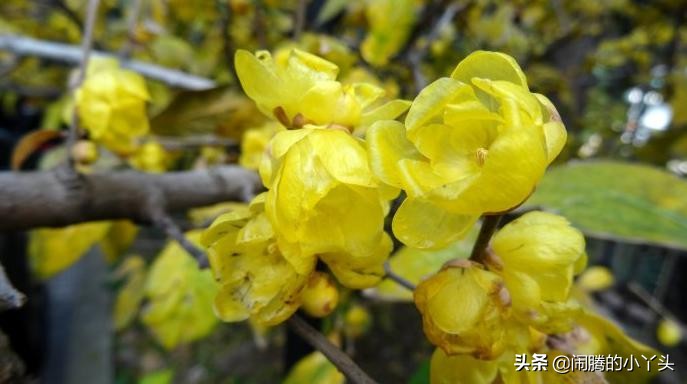 素心腊梅坚毅忠贞，高风亮节浩然正气