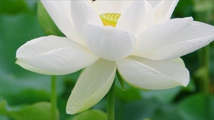 杜甫绝句中描写荷花的诗句,爱莲说中有几种描写荷花的诗句