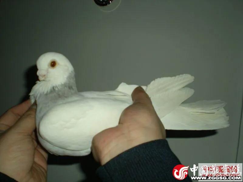 北京鸽哨制作,北京鸽哨晨曲