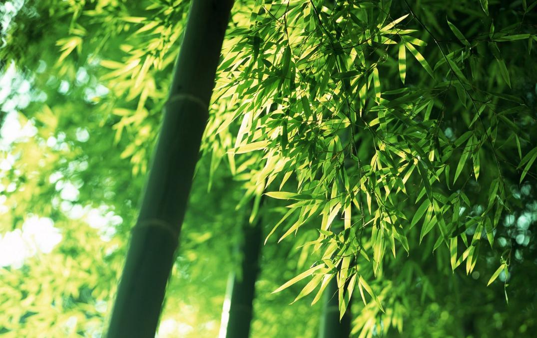 绿竹猗猗,有匪君子?为何古人喜爱用竹、松比喻人的高贵品格