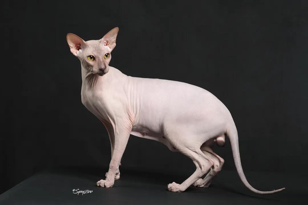 柯尼斯卷毛猫跟无毛猫哪个好,柯尼斯卷毛猫2000能买吗