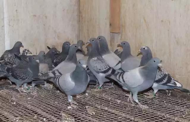 趁早淘汰那些没有未来的鸽子！