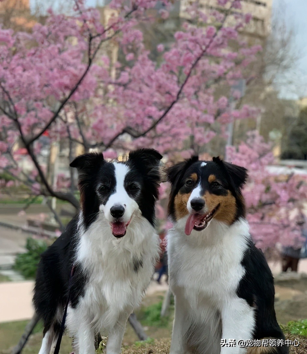 在外超幸福澳牧到家竟成了“废狗”，网友：“喝多了吧？”