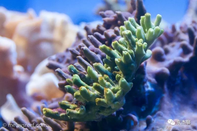 海缸藻类,海缸绿藻的控制方法