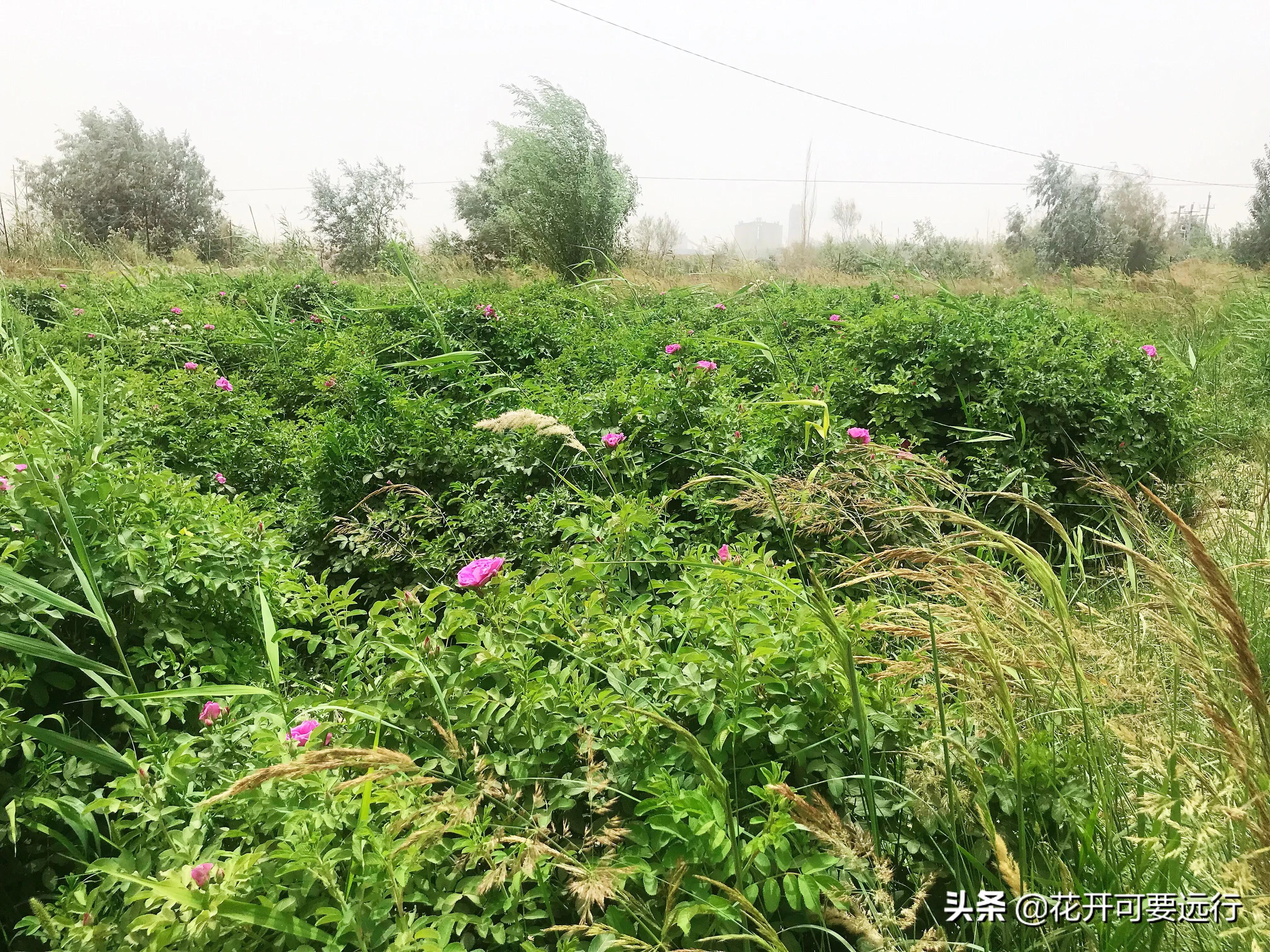 民丰到轮台全程565.66公里，限速80的塔克拉玛干沙漠公路，打卡吗