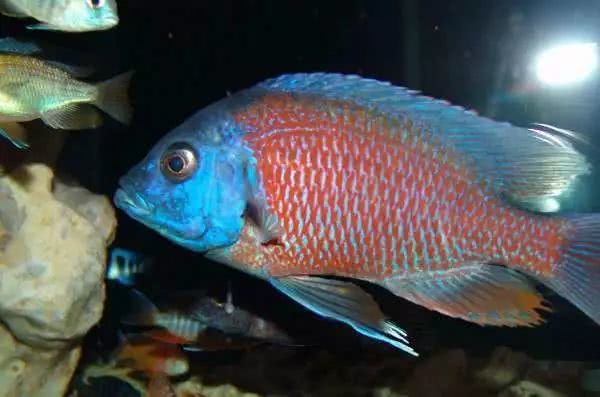 闈炴床鎱堥卜浠嬬粛,闈炴床鎱堥卜