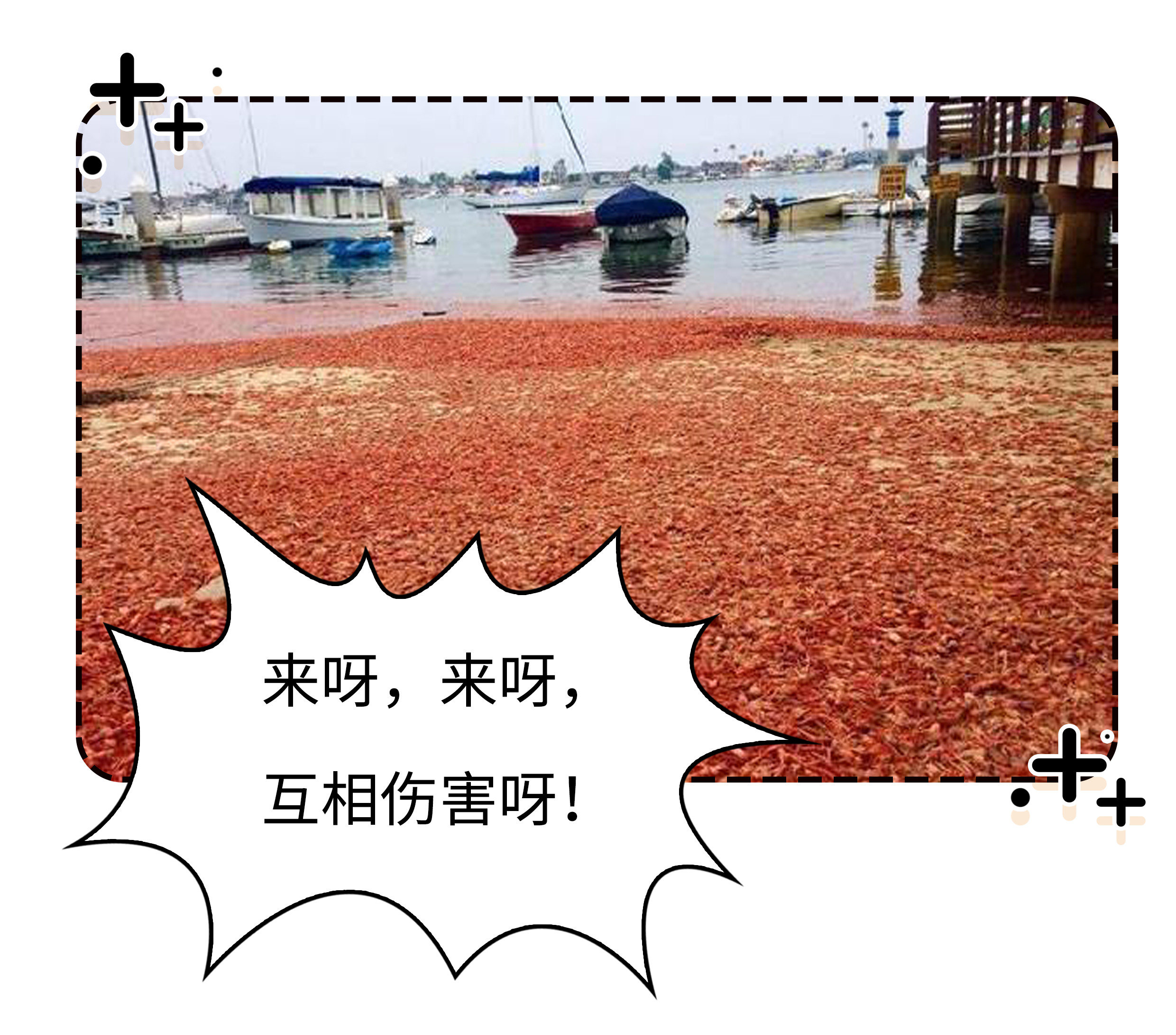 在被摆上餐桌之前,小龙虾也曾让世界人民倍感绝望(菲李漫画)