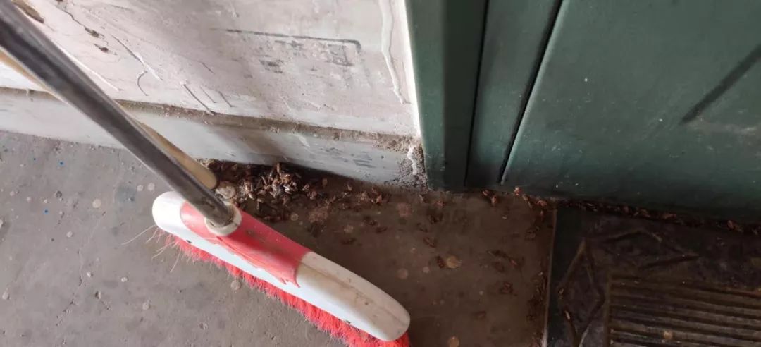 养鸡场与蟑螂,蟑螂尸体成片