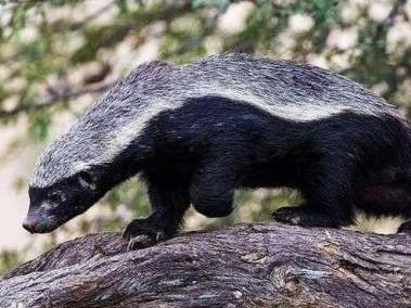 平头哥蜜獾的攻击方式,平头哥蜜獾体型