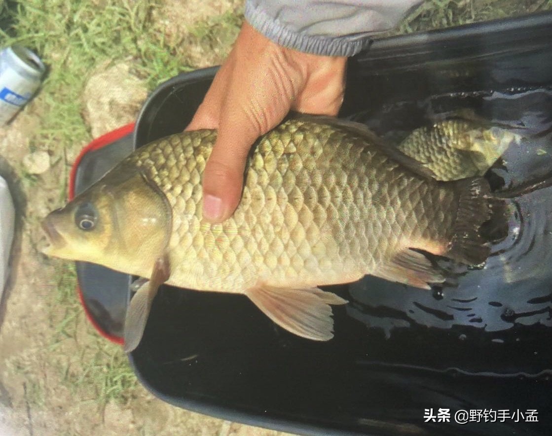 台钓手法,抬竿如何逗钓