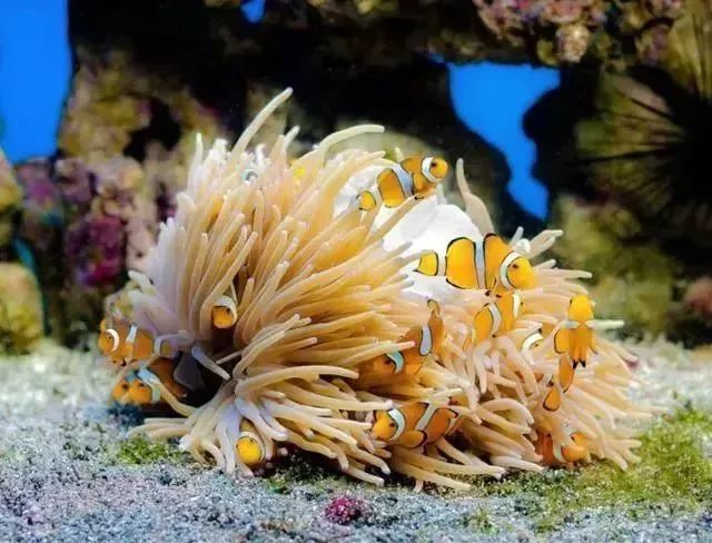 杜马盖地,杜马盖地如何