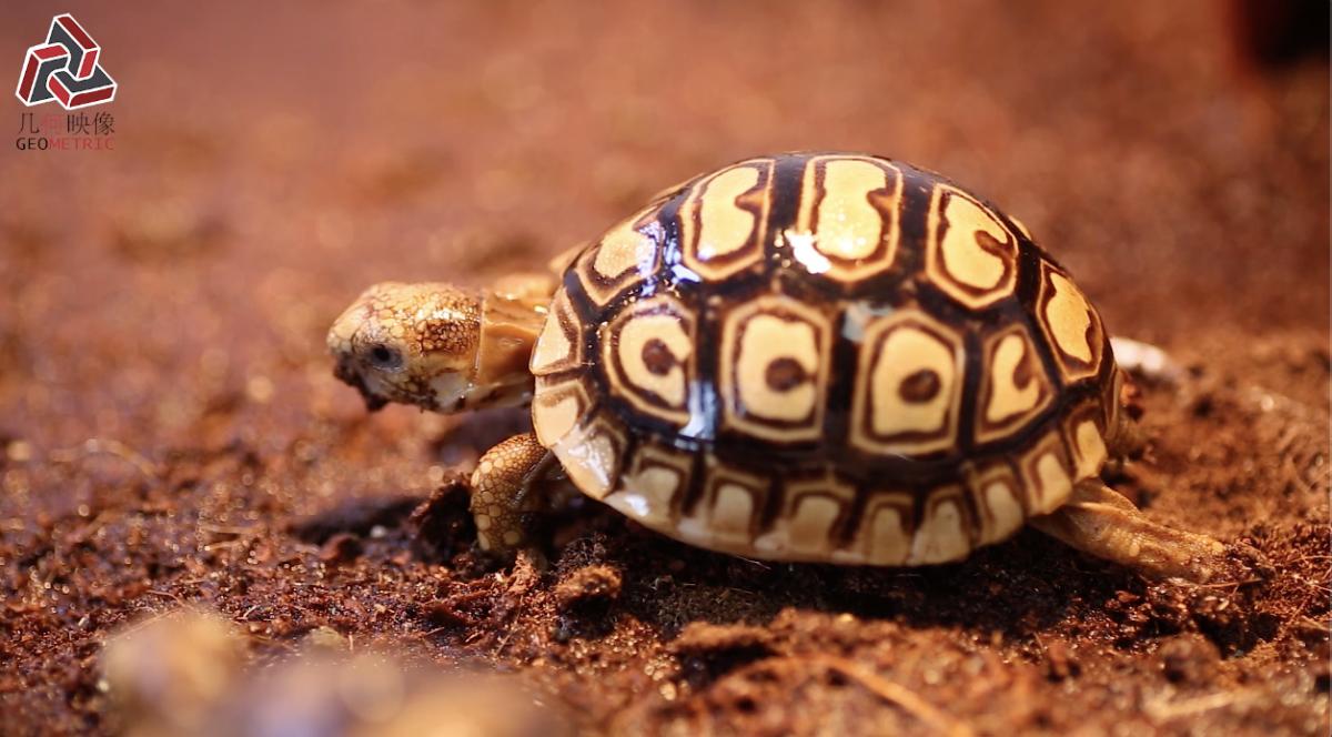 香港养宠物流程,香港养宠物攻略