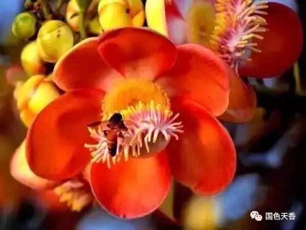 菩提花开观自在,菩提花开见性成佛