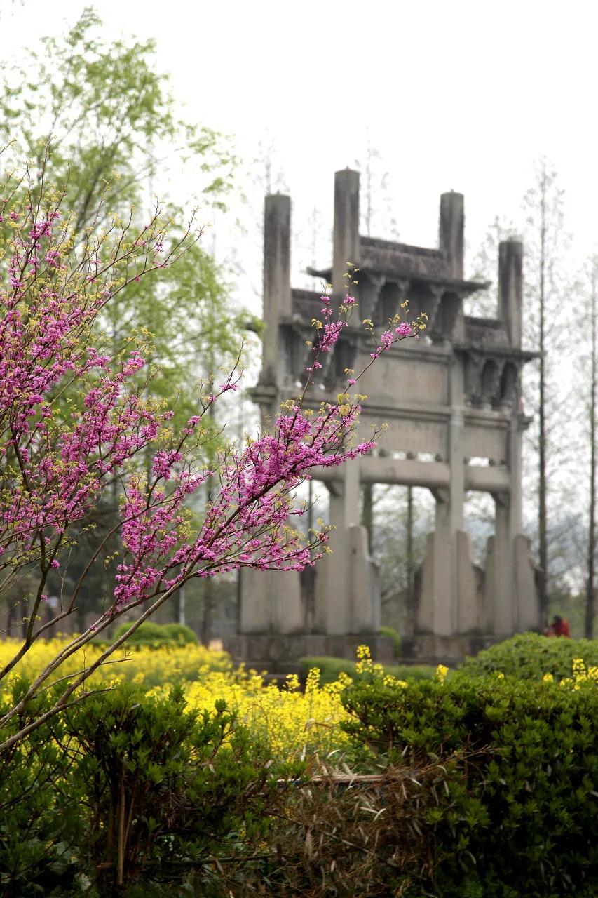 安徽春天美丽的视频,安徽美丽的春天