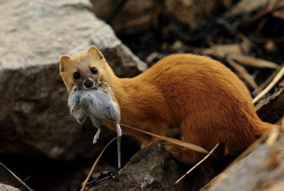 黄鼠狼被杀后果,3年内12万余只黄鼠狼惨遭毒手