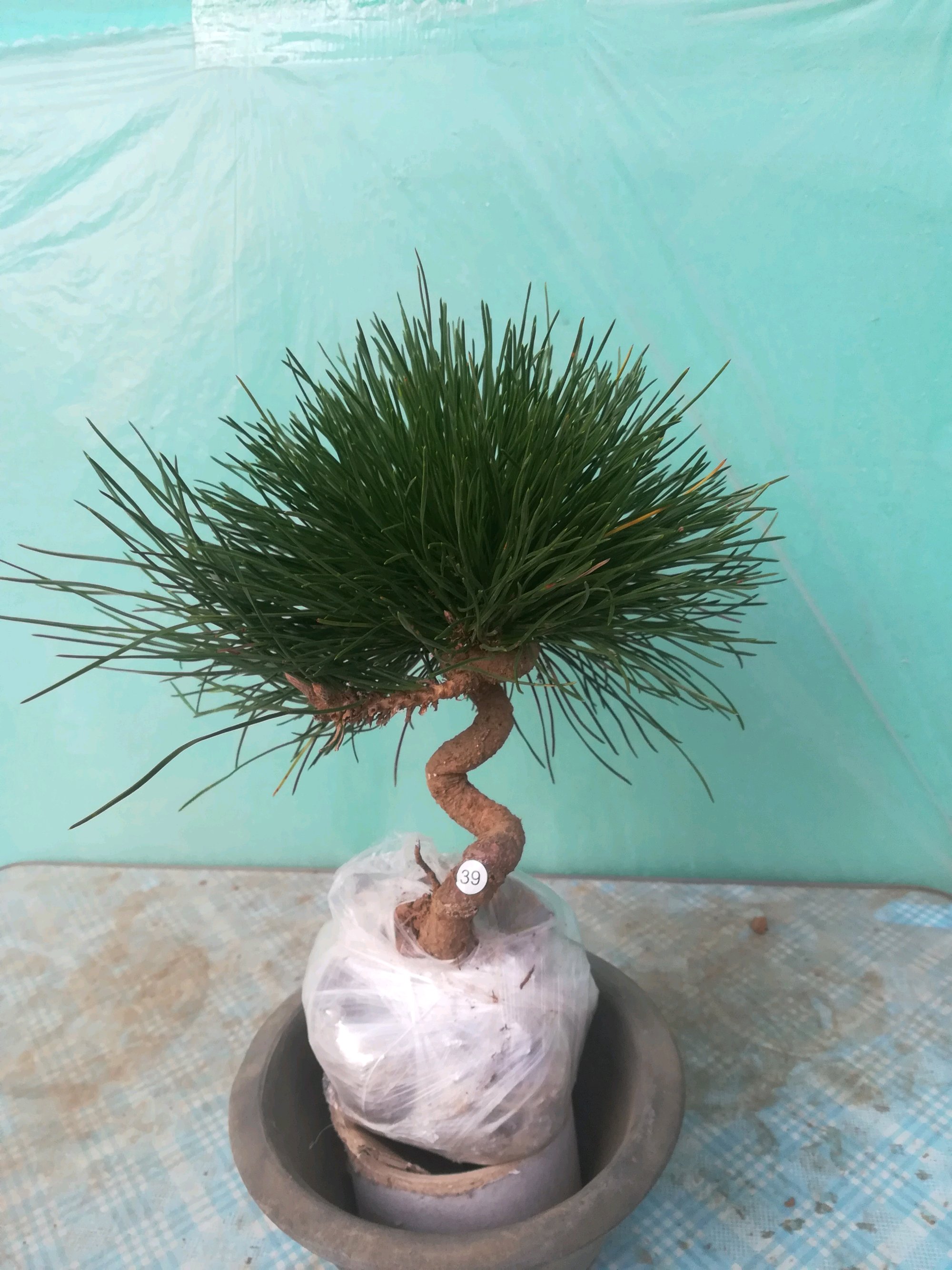 黑松剪根换盆多长时间可以晒太阳 (黑松换盆连续下雨又换一次可以吗)