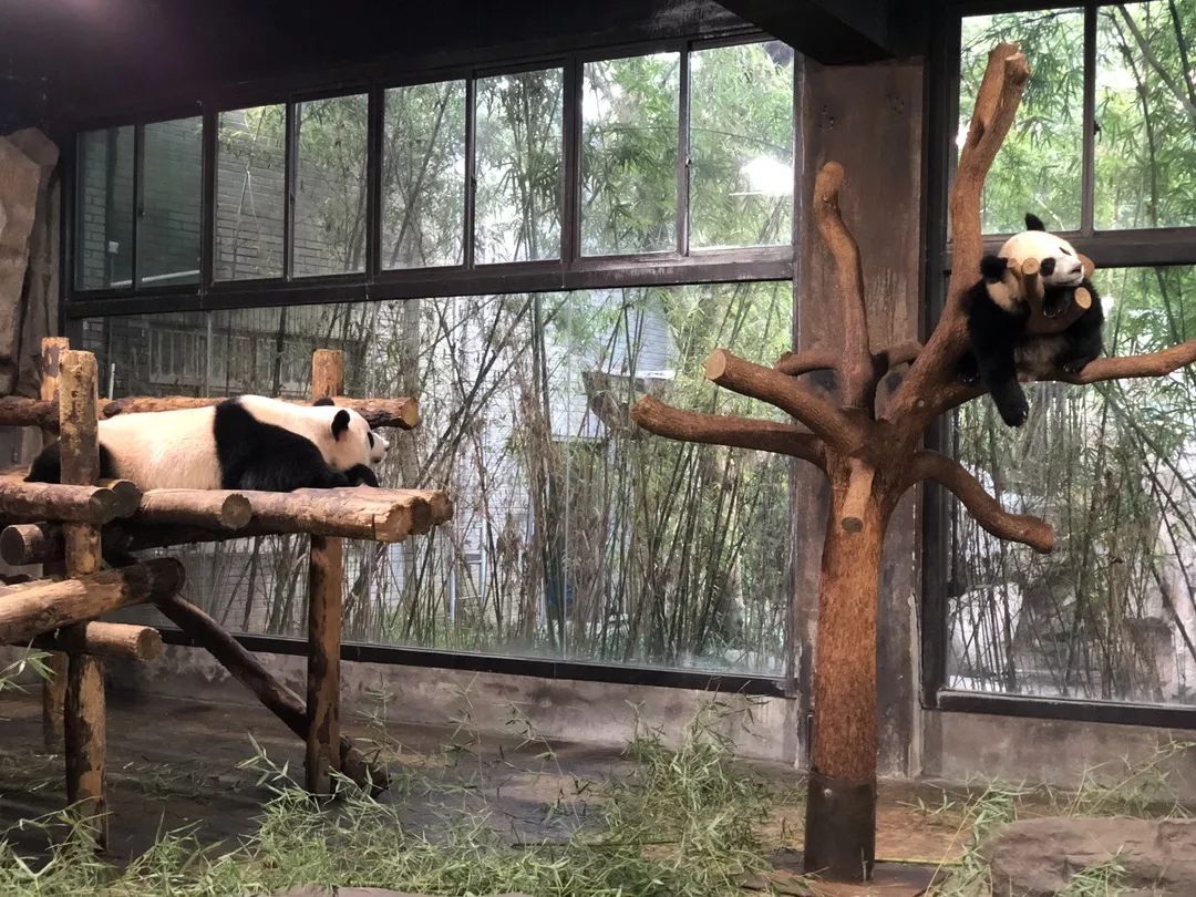上海动物园打卡攻略,上海野生动物园的旅游路线示意图