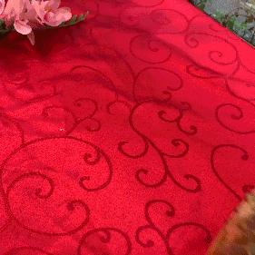 澳门葡记探店,澳门必去的8家美食店