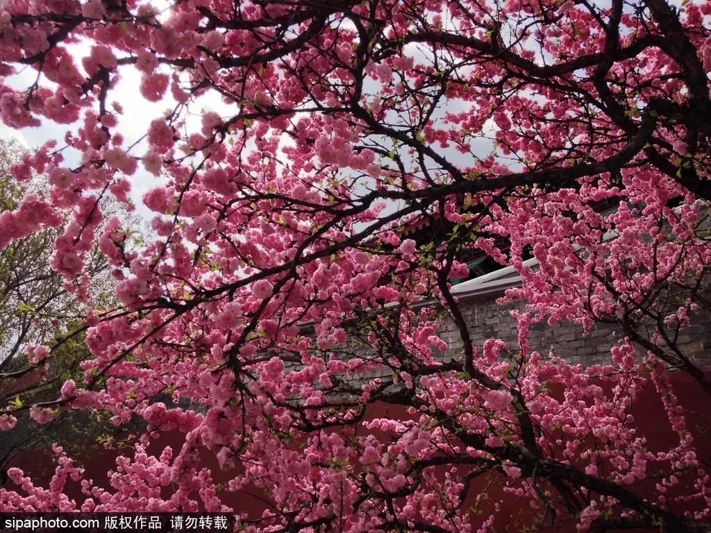 春暖花开,北京周边适合登高的地方,花开正美!还有专线能直达一个5*级A**长城景区!