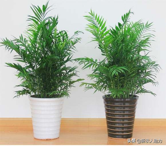 富贵椰子的养护方法,富贵椰子怎么养护才能长得好