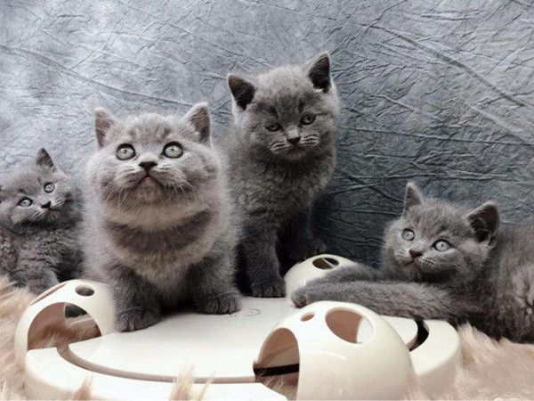 辟谣！买猫光看颜值就行了？不仅要好看的皮囊，四肢协调更重要