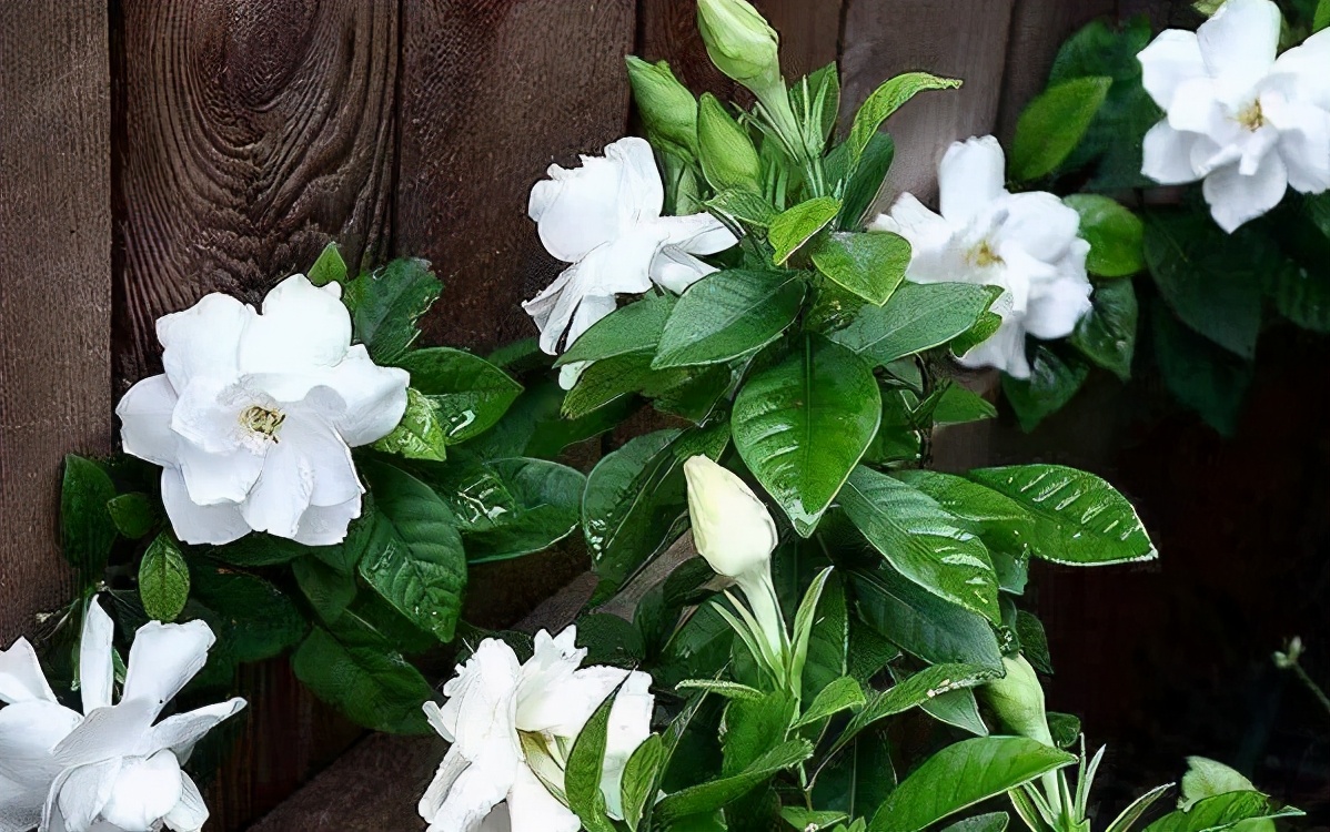 养花用酸性土还是碱性土,找不到煤渣怎么养花