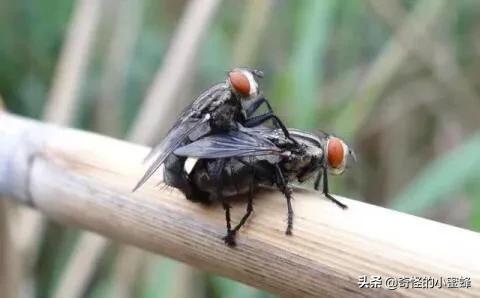 世界上五个杀不死的人,世界十大杀人不死的生物