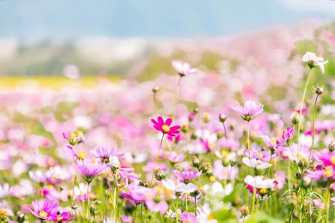 深圳周末浪漫好去处,深圳浪漫约会地点十个景点