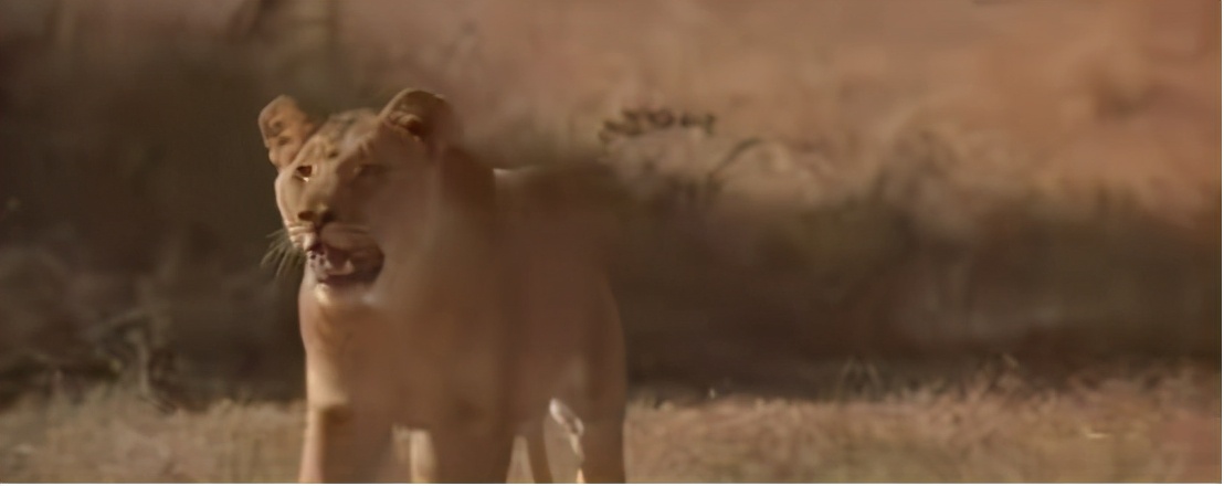 去非洲草原，要怎么做，才能不被狮子吃掉？