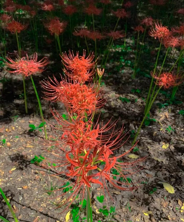 现场实拍曼珠沙华 (全职法师曼珠沙华)