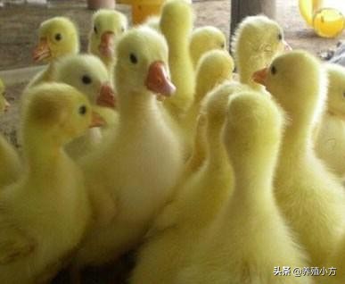 鹅拉白色粪便是怎么回事,鹅拉白屎是怎么回事