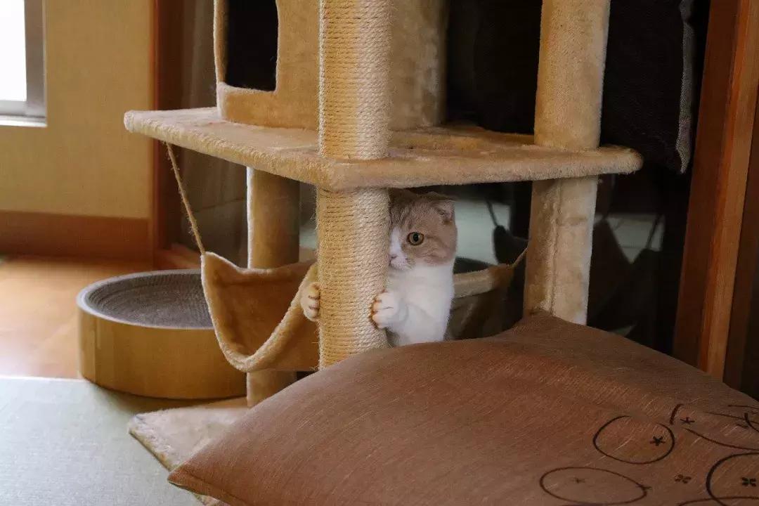 可以撸羊驼撸猫撸狗的咖啡厅,猫咖咖啡馆买猫