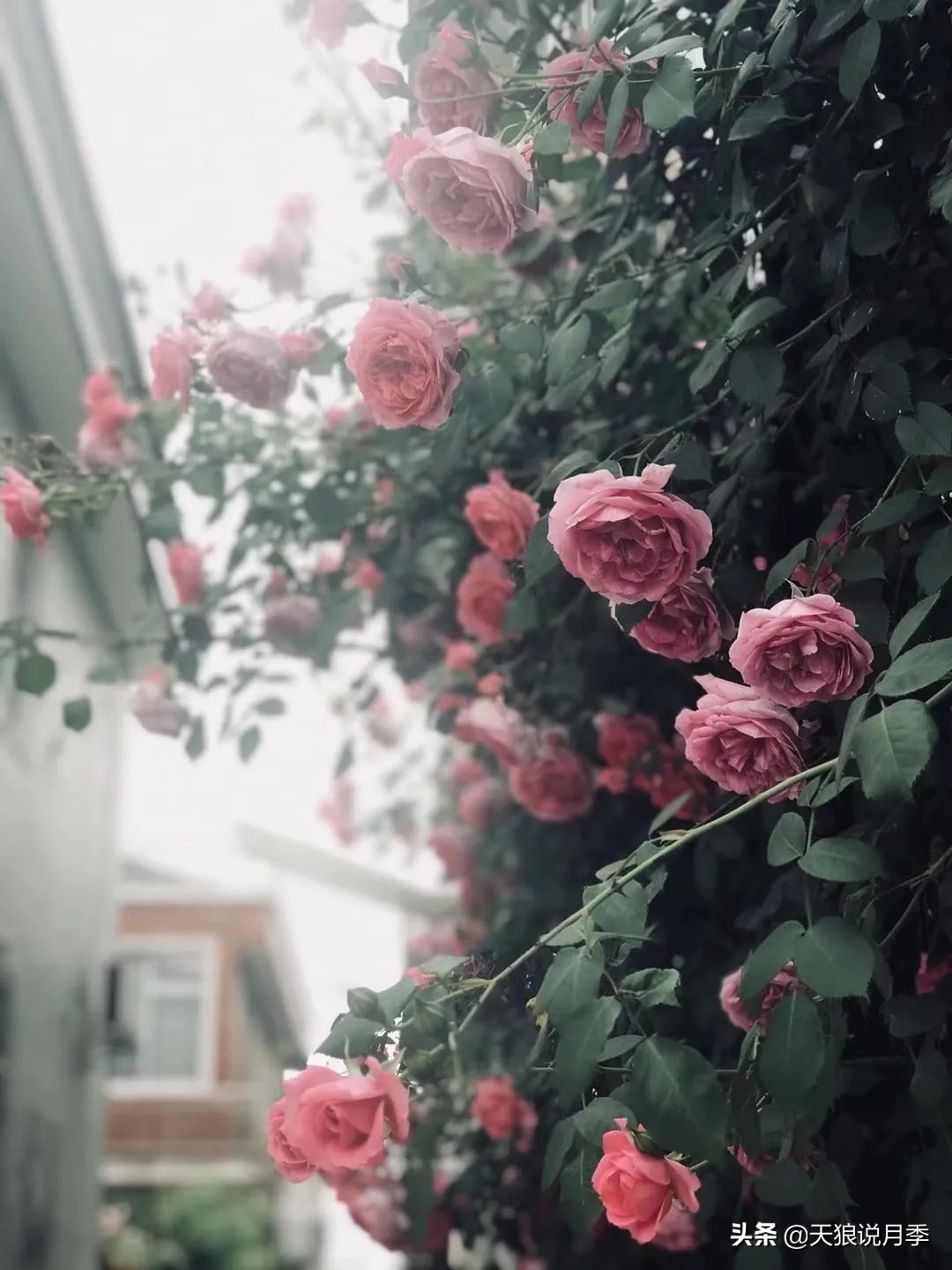 不用再羡慕别人家的院子,庭院养护全攻略