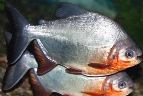 水虎鱼怎么养出好状态呢,火喉水虎鱼和红钻水虎鱼