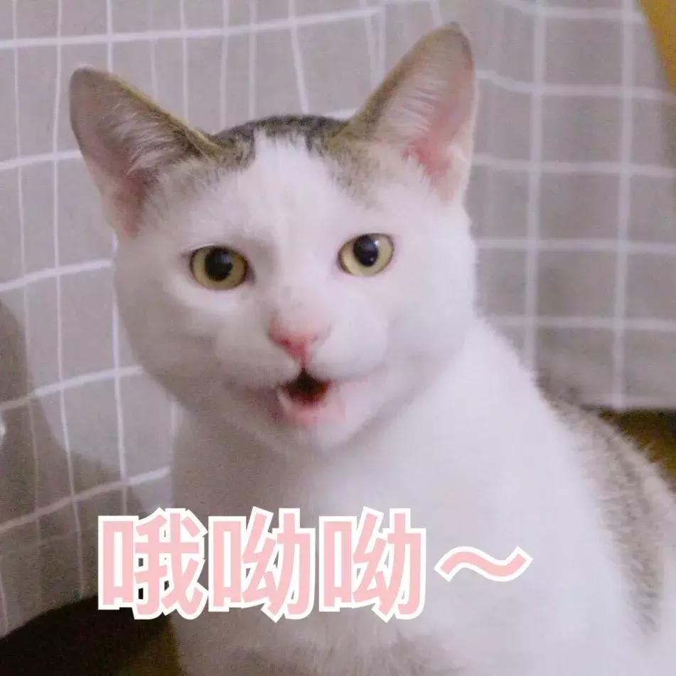 平价又好用的爱用物合集,最值得回购的年度爱用物