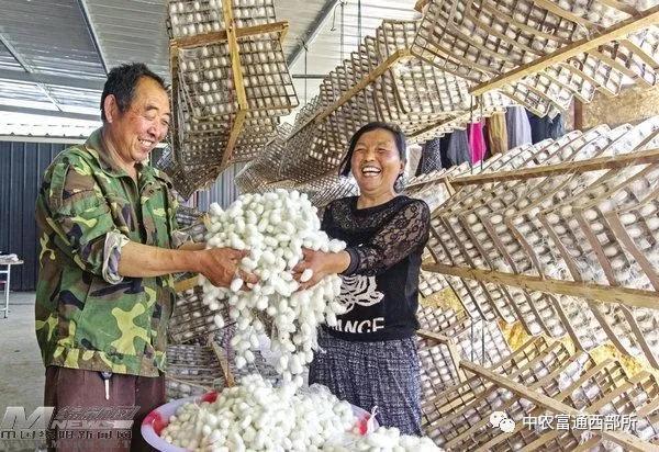 四川乡村振兴有哪些镇,绵阳乡村振兴重点县有哪些