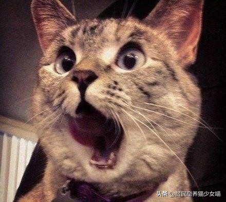 新手养猫家庭必备药省钱又好用,养猫必备18种药物有哪些