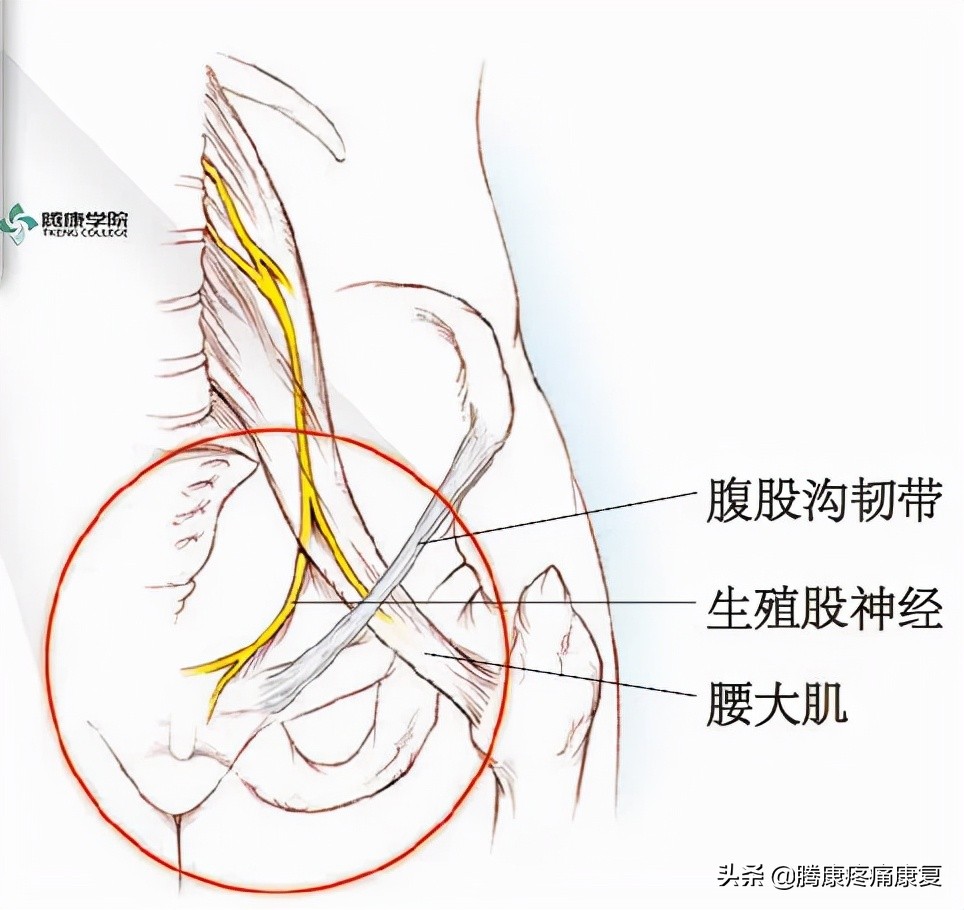 最全!脊神经系统汇总
