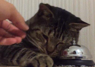 猫咪轻松除毛,猫咪毛发干枯毛躁怎么护理