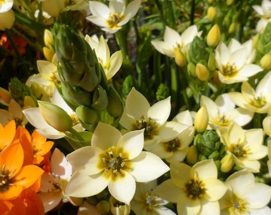 哪些种球适合春天栽种,冬季种百合种球能开花吗